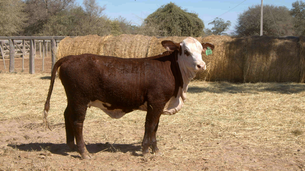 Lote HEMBRAS Remate Nucleo Genbra