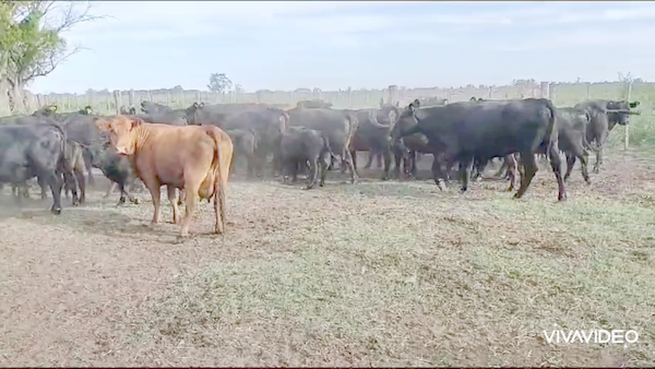 Lote 25 Vacas CUT con cría en Brandsen, Buenos Aires