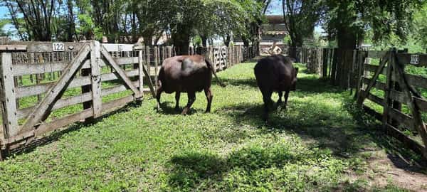 Lote 2 Vacas en Gral. Lamadrid, Buenos Aires