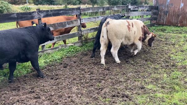 Lote 15 Ternero en Cisnes, XI Región Aysén