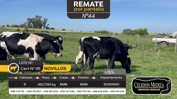 Lote 8 Novillos en Otra Localidad, Soriano