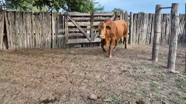 Lote 90 Novillitos