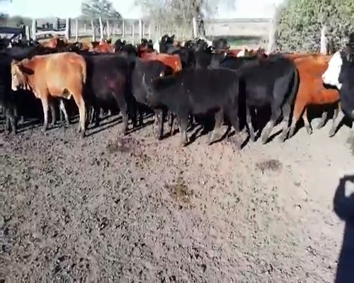 Lote 50 Terneras en Villaguay, Entre Ríos