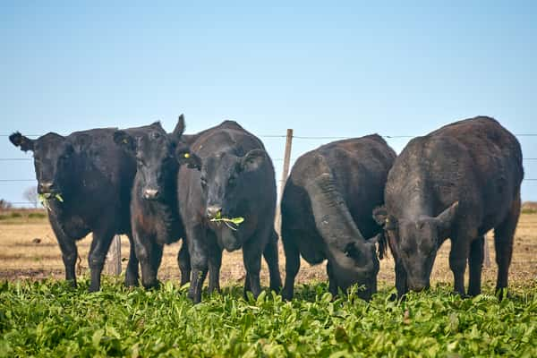 Lote "ME KEN" Vaquillas con cria