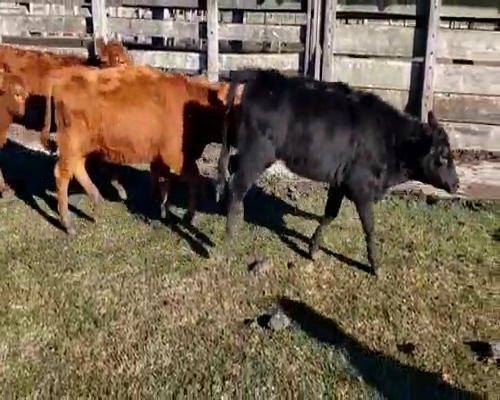 Lote 29 Terneras en Villaguay, Entre Ríos