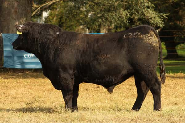 Lote CABAÑA COEMBOTÁ: RP 255