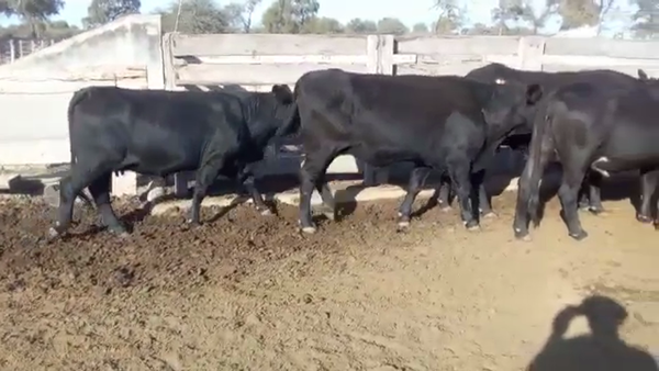 Lote 34 Vacas nuevas Preñadas en Monte Quemado, Santiago del Estero