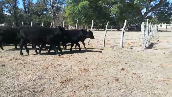 Lote 40 Terneros en Concordia, Entre Ríos