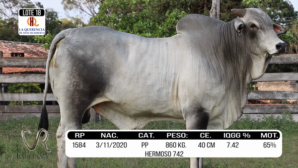 Lote LOTE 18