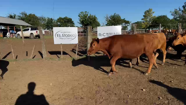 Lote 53 Novillitos