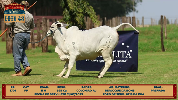 Lote LOTE 43