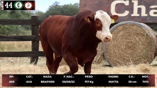 Lote LOTE 44
