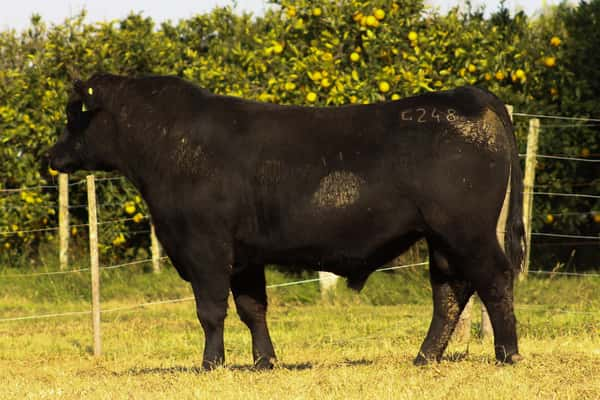 Lote CABAÑA COEMBOTÁ: RP 248