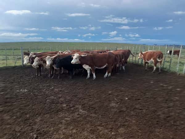 Lote 20 Vacas preñadas en Melo, Cerro Largo