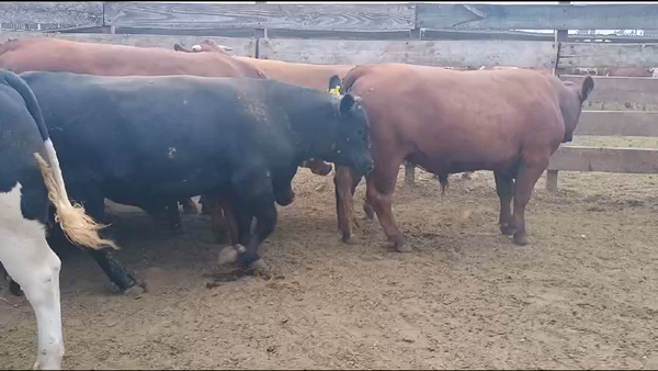 Lote 23 Novillo Gordo en Los Ángeles, VIII Región Biobío