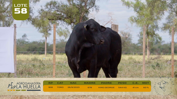 Lote LOTE 58