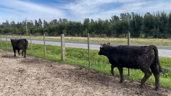 Lote 96 Terneras en Sauce, Canelones