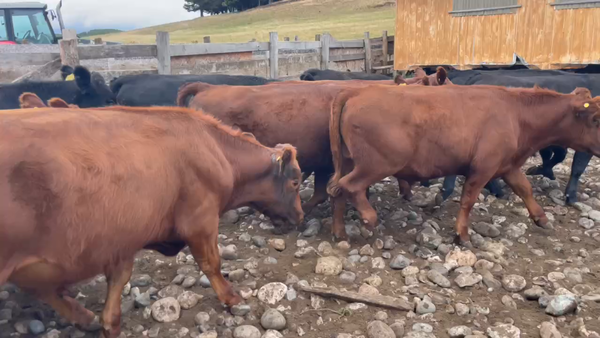 Lote 54 Novillo Engorda en XI Región Aysén, Coyhaique