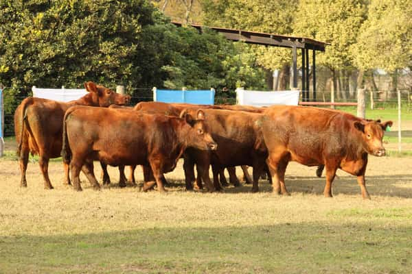 Lote CABAÑA COEMBOTÁ: 11 VACAS PC PREÑADAS