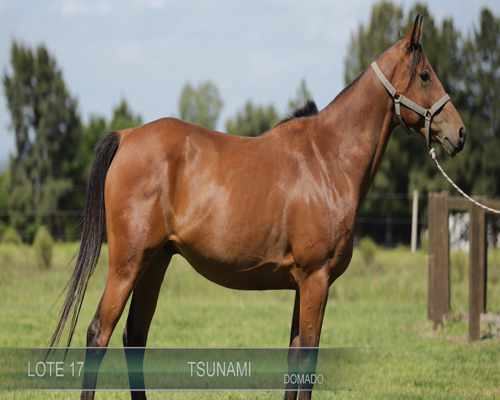 Lote TSUNAMI