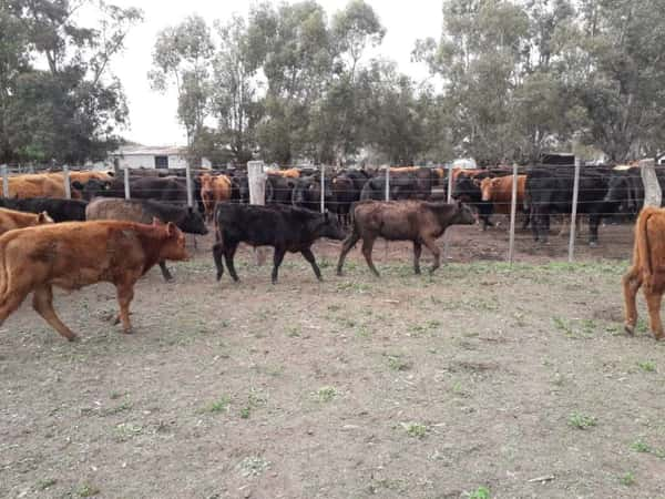 Lote 34 Terneros/as en arboledas, Buenos Aires