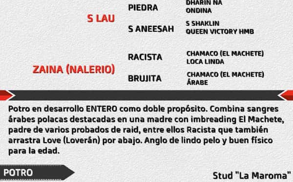Lote S RACISTA