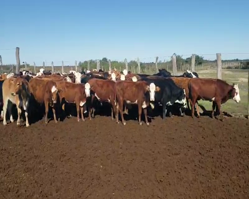 Lote 130 Novillitos en Itatí, Corrientes
