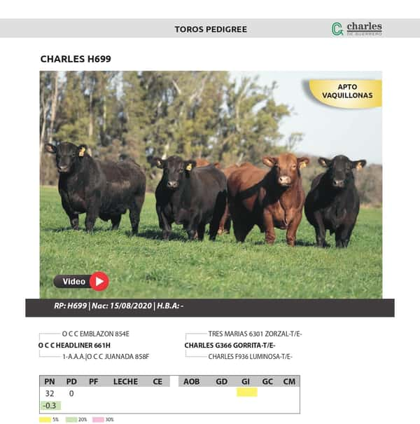 Lote TOROS PEDIGREE