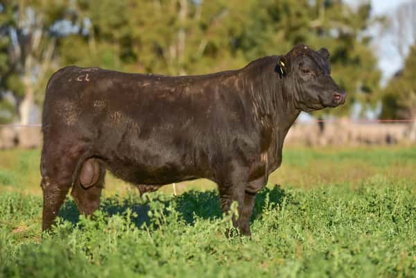 Lote 2 Toros PC