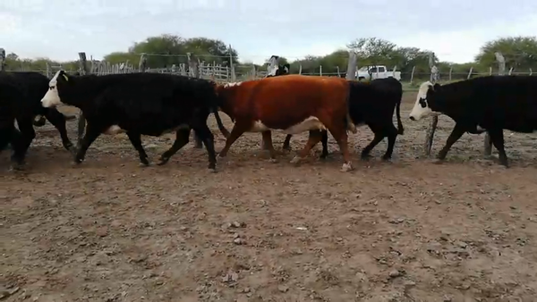 Lote 35 Vacas nuevas C/ gtia de preñez en Federal, Entre Ríos