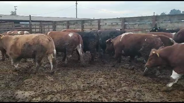 Lote 20 Novillo Gordo en Los Ángeles, VIII Región Biobío