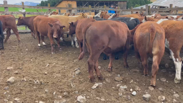 Lote 54 Novillo Engorda en Coyhaique, XI Región Aysén