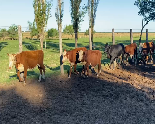 Lote 76 Terneros/as en Esquina, Corrientes