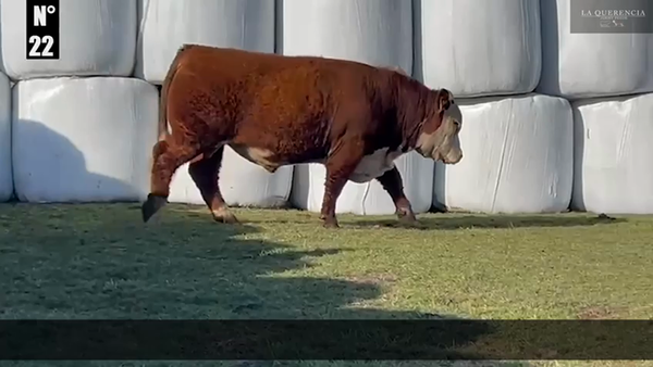 Lote 1 Toro