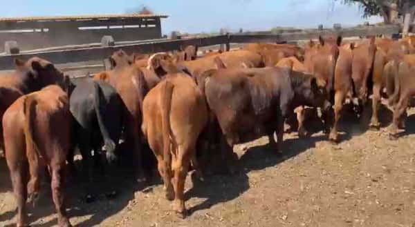 Lote 35 Ternero en San Antonio, V  Región Valparaíso