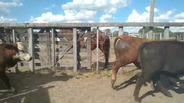 Lote 98 Novillos