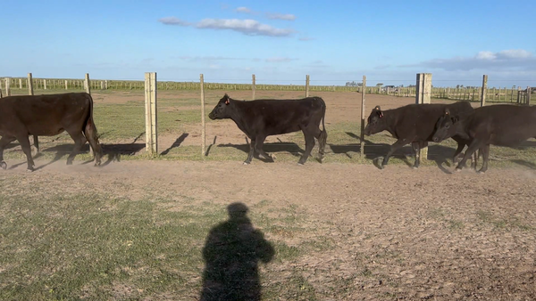 Lote 134 Vaquillonas más de 2 años en Arrozal Treinta y Tres, Treinta y Tres