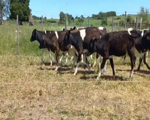 Lote Terneros