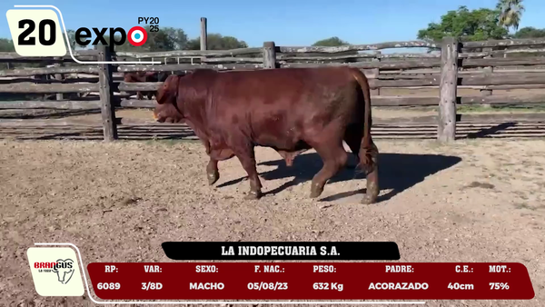 Lote LOTE 20
