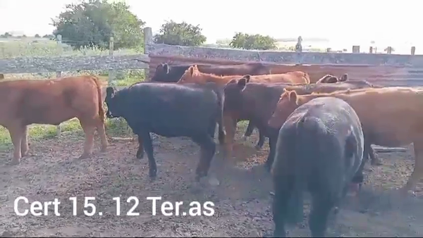 Lote TERNERAS