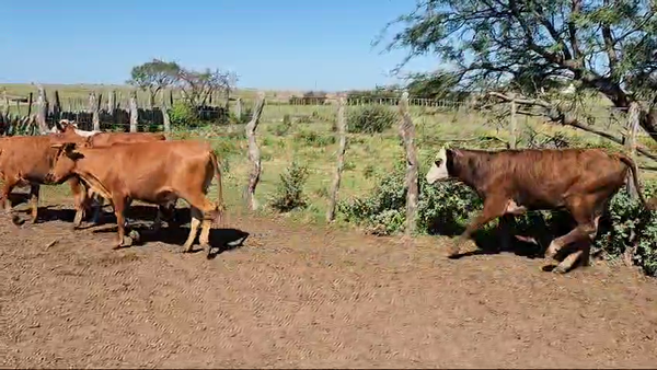 Lote 80 Vaquillonas