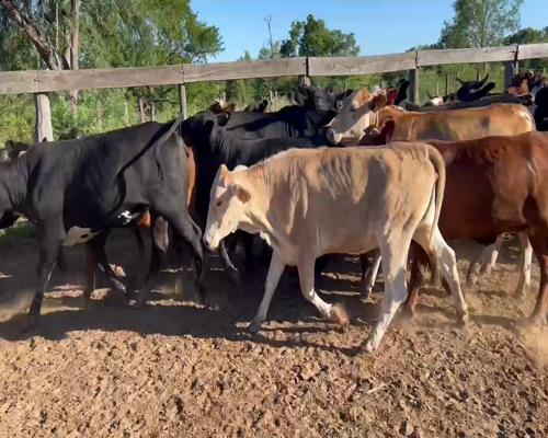 Lote 42 Vaquillonas en Juan José Castelli, Chaco