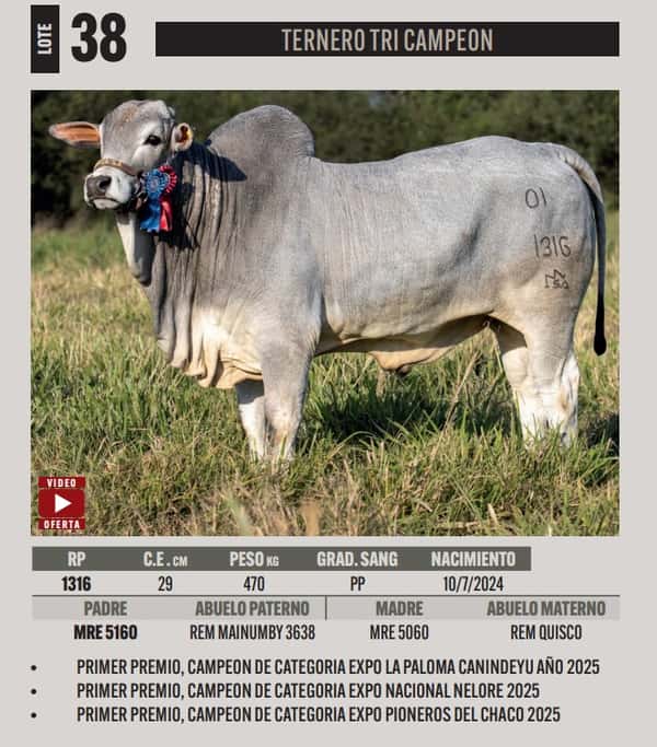 Lote LOTE 38