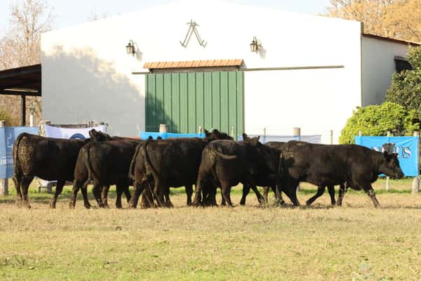 Lote CABAÑA “COEMBOTÁ” de Calderón: 10 VAQUILLAS MAS PREÑADAS