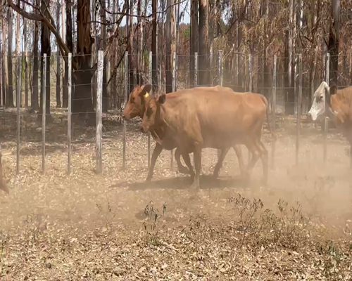 Lote 26 Vacas de invernar en Virasoro, Corrientes