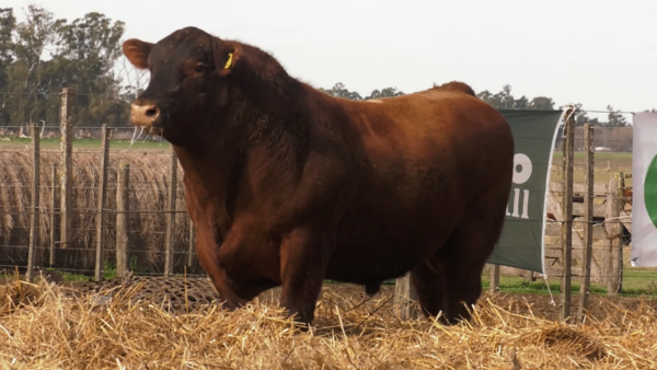 Lote TOROS PUROS POR CRUZA