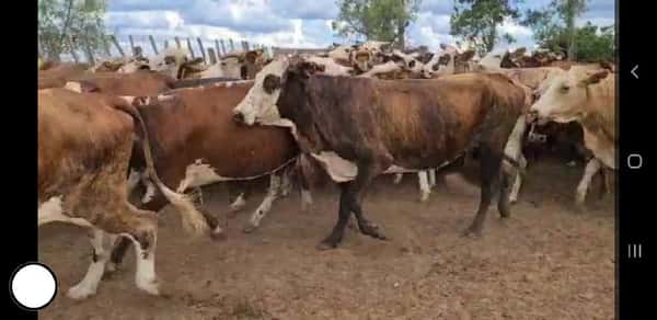 Lote 88 Vacas de invernar en Esquina, Corrientes