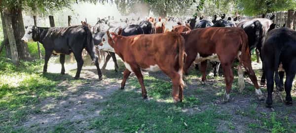Lote 46 Vaquillonas en Gral. Lamadrid, Buenos Aires