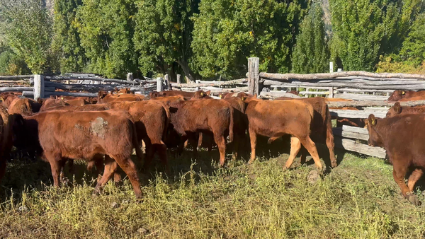 Lote 27 Ternero en Coyhaique, XI Región Aysén