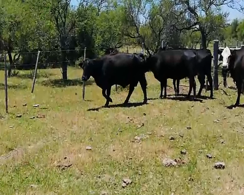 Lote 20 Vacas CUT paridas y vacias en Federal, Entre Ríos